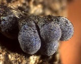 Badhamia utricularis image