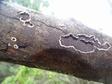 Peniophora albobadia image