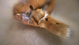 Cystoderma fallax image