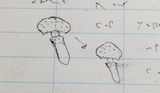 Cystoderma fallax image