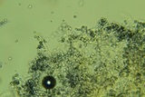 Cystoderma fallax image