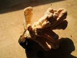 Laetiporus cincinnatus image