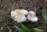 Hygrophorus amarus image