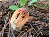Colus hirudinosus image