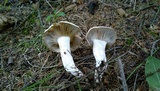 Hygrophorus amarus image