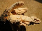 Laetiporus cincinnatus image