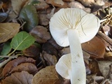 Hygrophorus chrysodon image