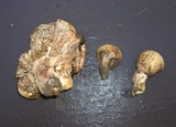 Hygrophorus amarus image