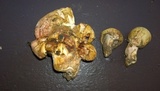 Hygrophorus amarus image