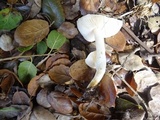 Hygrophorus chrysodon image