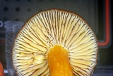 Hygrocybe punicea image