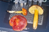 Hygrocybe punicea image
