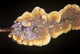 Punctularia atropurpurascens image
