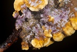 Punctularia atropurpurascens image