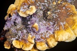 Punctularia atropurpurascens image