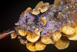 Punctularia atropurpurascens image