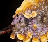 Punctularia atropurpurascens image