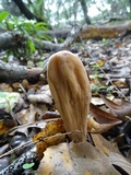 Clavariadelphus occidentalis image