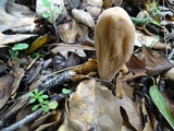 Clavariadelphus occidentalis image