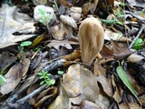 Clavariadelphus occidentalis image
