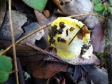 Hygrophorus chrysodon image