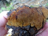 Fuscoporia ferrea image