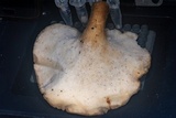 Polyporus tuberaster image