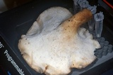 Polyporus tuberaster image