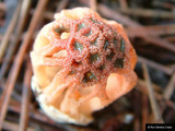 Colus hirudinosus image