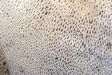 Polyporus tuberaster image
