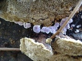 Punctularia atropurpurascens image