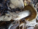 Entoloma ferruginans image