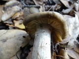 Entoloma ferruginans image
