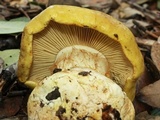 Cortinarius viridirubescens image