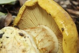 Cortinarius viridirubescens image