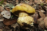 Cortinarius viridirubescens image