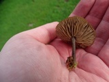 Entoloma sericeum image