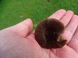 Entoloma sericeum image