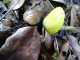 Hygrocybe olivaceonigra image