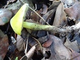 Hygrocybe olivaceonigra image