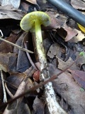 Hygrocybe olivaceonigra image