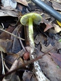 Hygrocybe olivaceonigra image