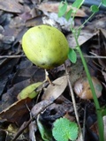 Hygrocybe olivaceonigra image