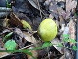 Hygrocybe olivaceonigra image