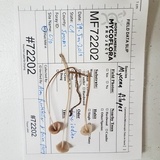 Mycena filopes image