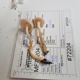 Hygrocybe russocoriacea image