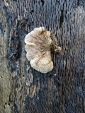 Lentinellus ursinus image