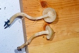Hygrocybe russocoriacea image