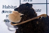 Mycena alcaliniformis image