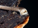 Mycena alcaliniformis image